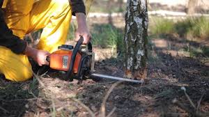 Best Palm Tree Trimming  in Sheboygan, WI