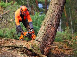 Best Firewood Processing and Delivery  in Sheboygan, WI