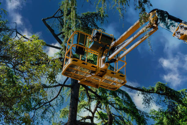 Best Tree Maintenance Programs  in Sheboygan, WI