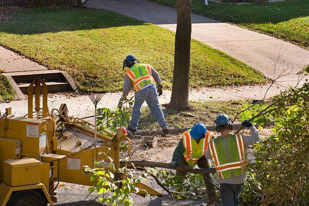 Best Arborist Consultation Services  in Sheboygan, WI