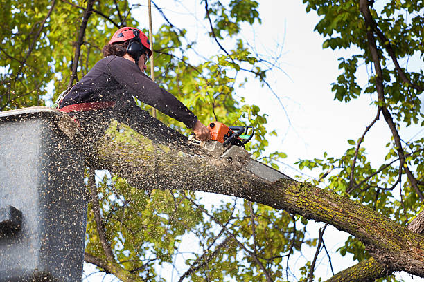 Best Commercial Tree Services  in Sheboygan, WI
