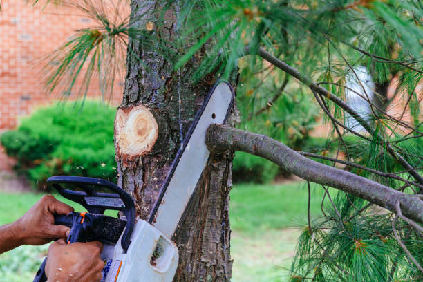 Best Hazardous Tree Removal  in Sheboygan, WI
